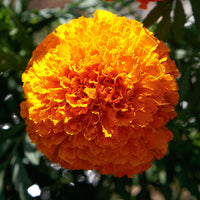 Marigold Coco Deep Orange Seed