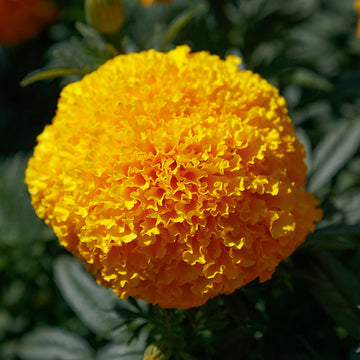 Marigold Coco Deep Gold Seed