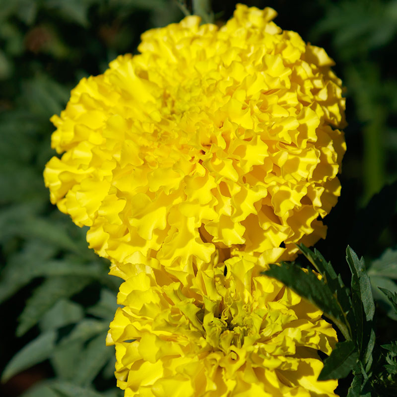 Marigold Coco Deep Yellow Seed