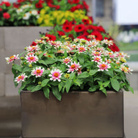 Zinnia Profusion Cherry Bicolor Seed