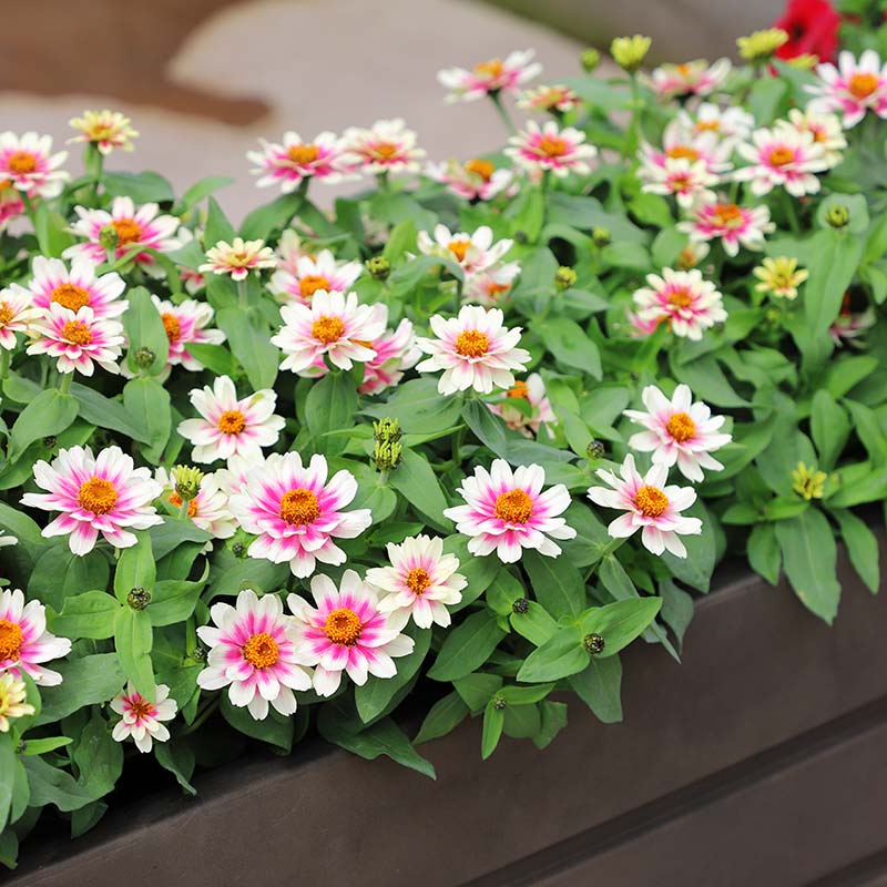 Zinnia Profusion Cherry Bicolor Seed