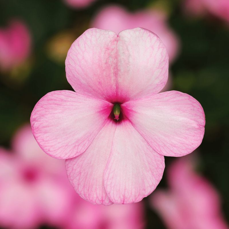 Impatiens Imara XDR Pink F1 Seed