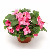 Impatiens Imara XDR Pink F1 Seed