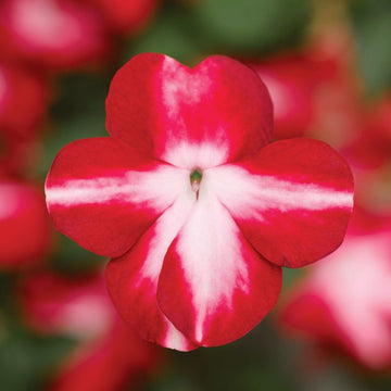 Impatiens Imara XDR Red Star F1 Seed