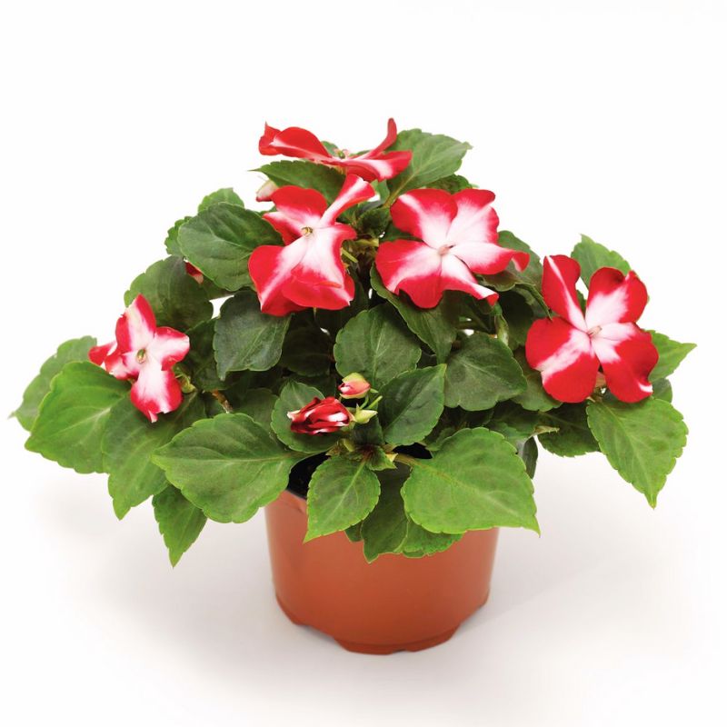 Impatiens Imara XDR Red Star F1 Seed