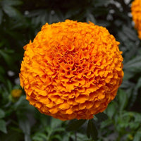 Marigold Inca II Deep Orange F1 Seed