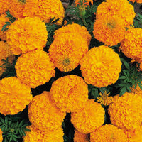 Marigold Inca II Deep Orange F1 Seed