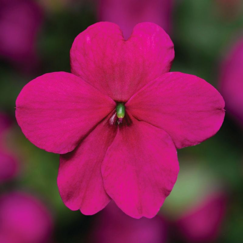 Impatiens Imara XDR Purple F1 Seed