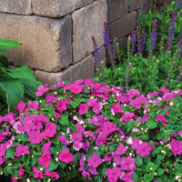 Impatiens Imara XDR Purple F1 Seed