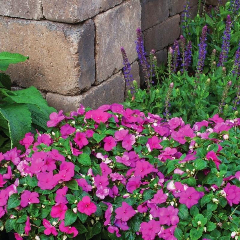 Impatiens Imara XDR Purple F1 Seed