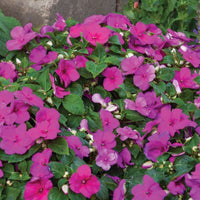 Impatiens Imara XDR Purple F1 Seed