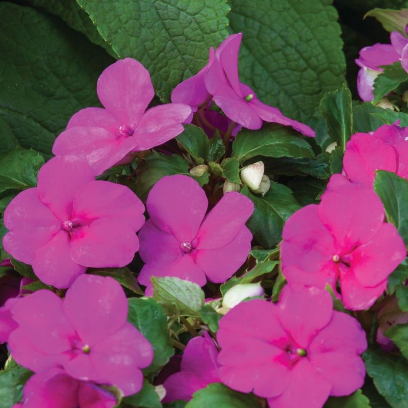 Impatiens Imara XDR Purple F1 Seed