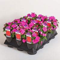 Impatiens Imara XDR Purple F1 Seed