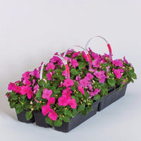 Impatiens Imara XDR Purple F1 Seed