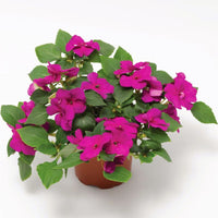 Impatiens Imara XDR Purple F1 Seed