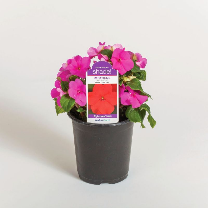 Impatiens Imara XDR Purple F1 Seed