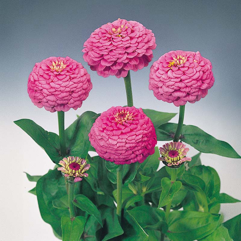 Zinnia Oklahoma Carmine Seed