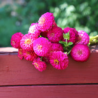 Zinnia Oklahoma Carmine Seed