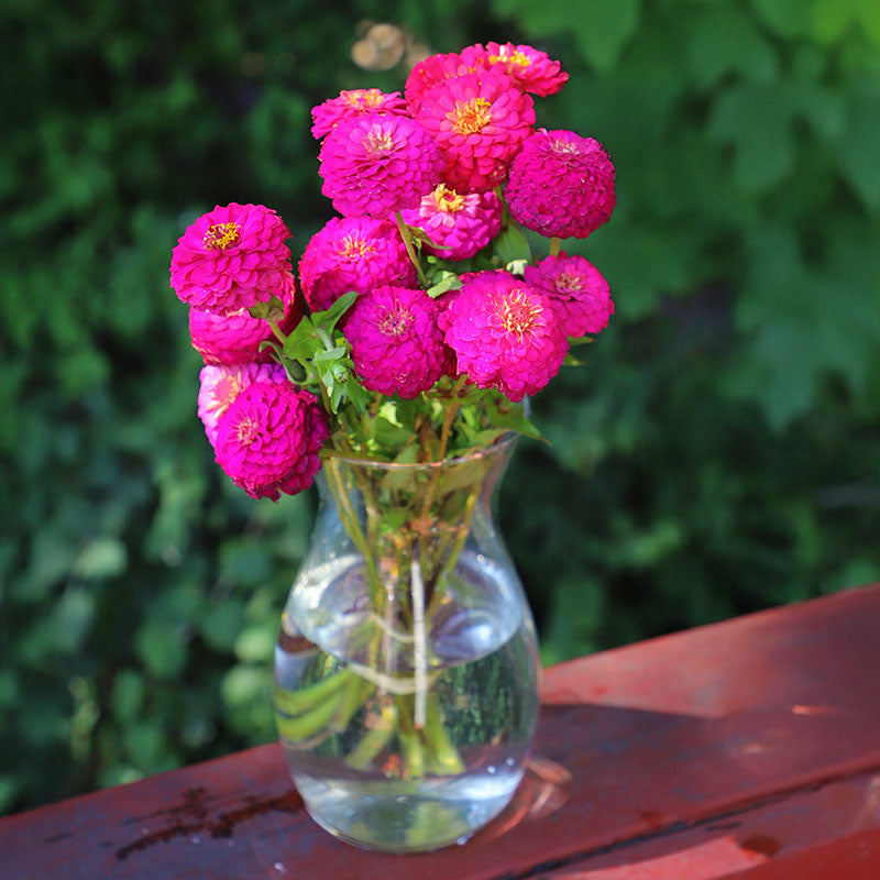 Zinnia Oklahoma Carmine Seed