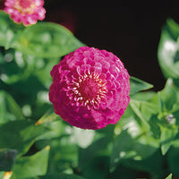 Zinnia Oklahoma Carmine Seed