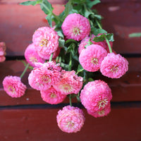 Zinnia Oklahoma Pink Seed