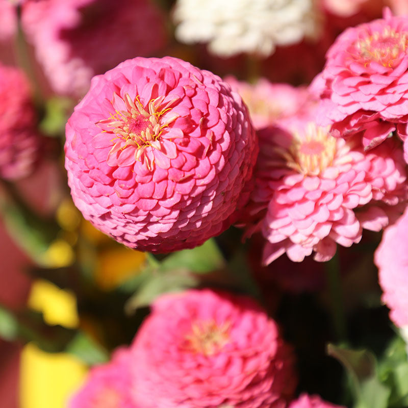 Zinnia Oklahoma Pink Seed