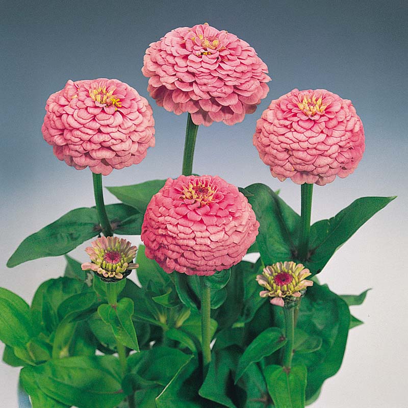 Zinnia Oklahoma Pink Seed