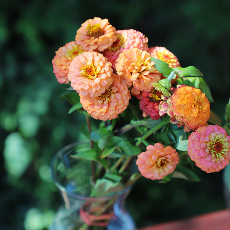 Zinnia Oklahoma Salmon Seed