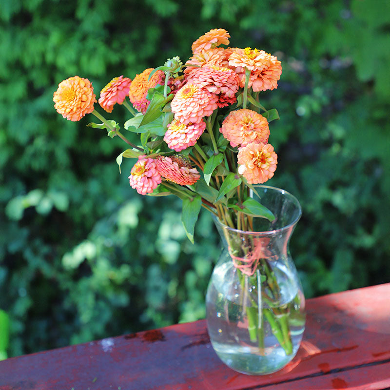 Zinnia Oklahoma Salmon Seed