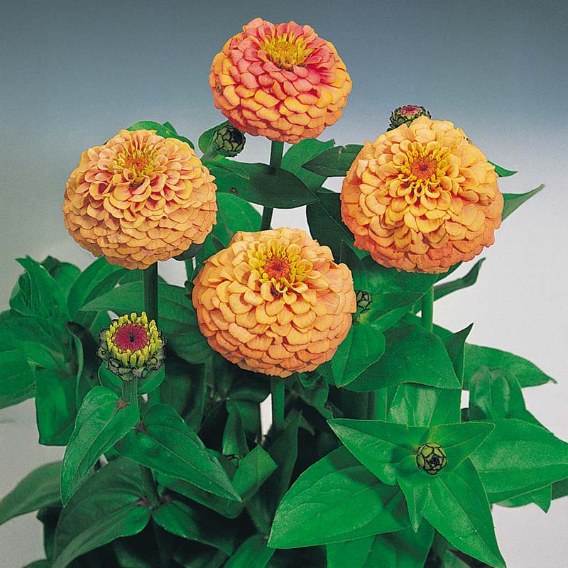 Zinnia Oklahoma Salmon Seed