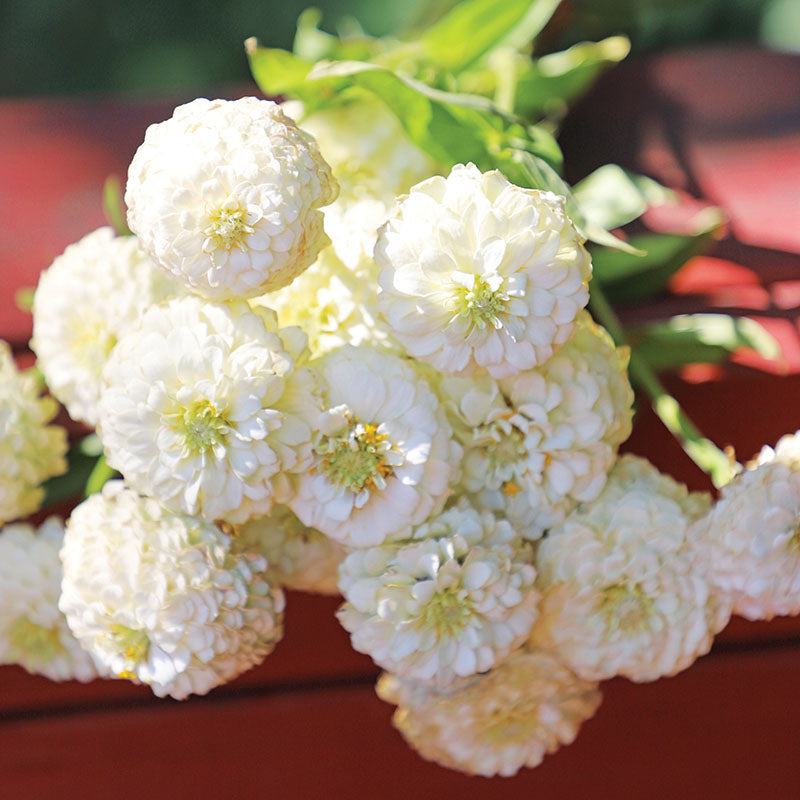 Zinnia Oklahoma White Seed