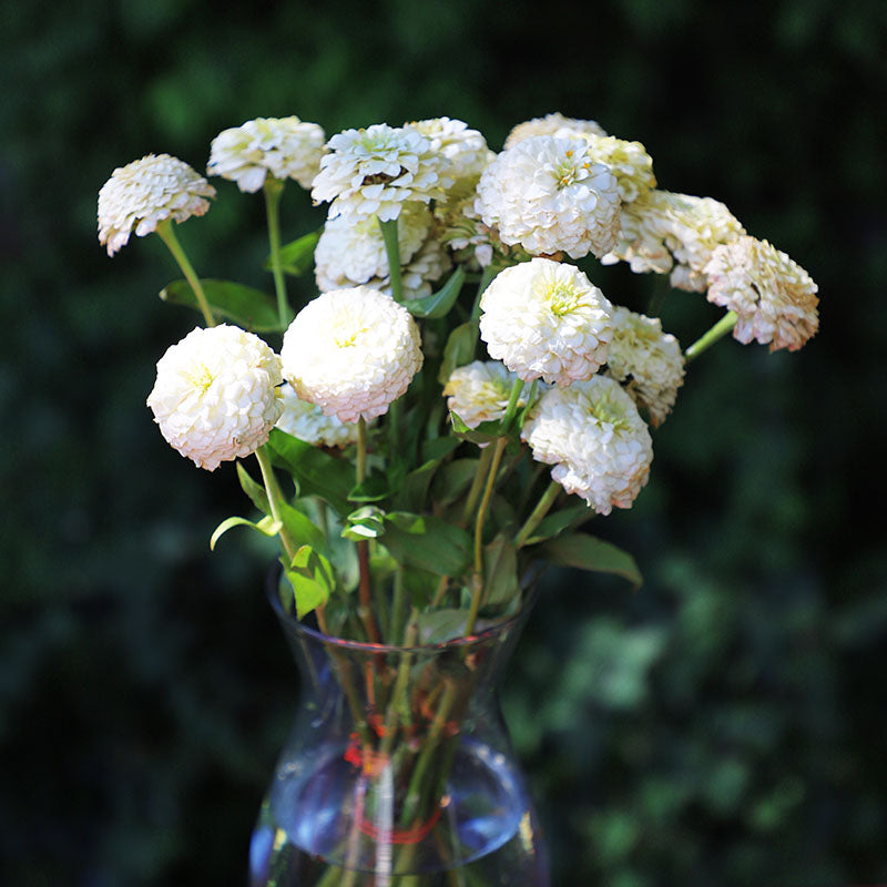 Zinnia Oklahoma White Seed