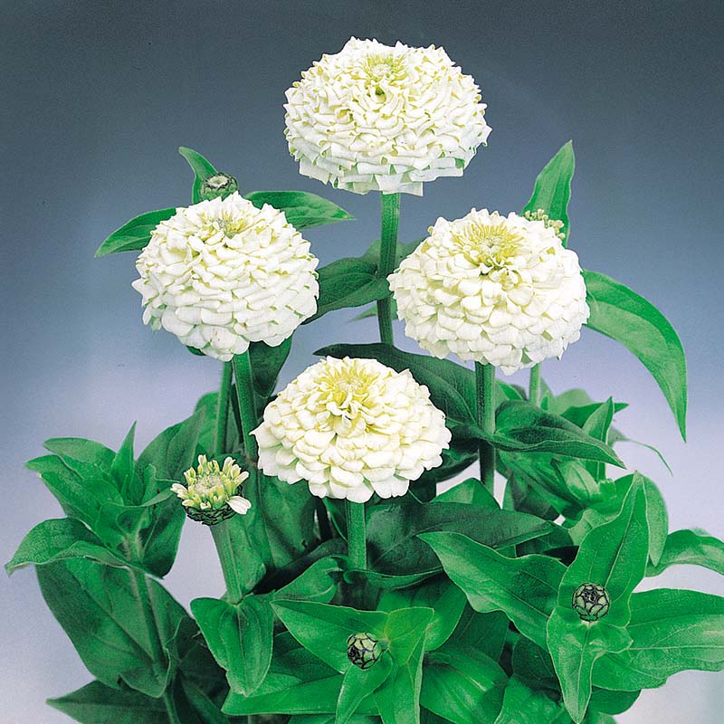 Zinnia Oklahoma White Seed