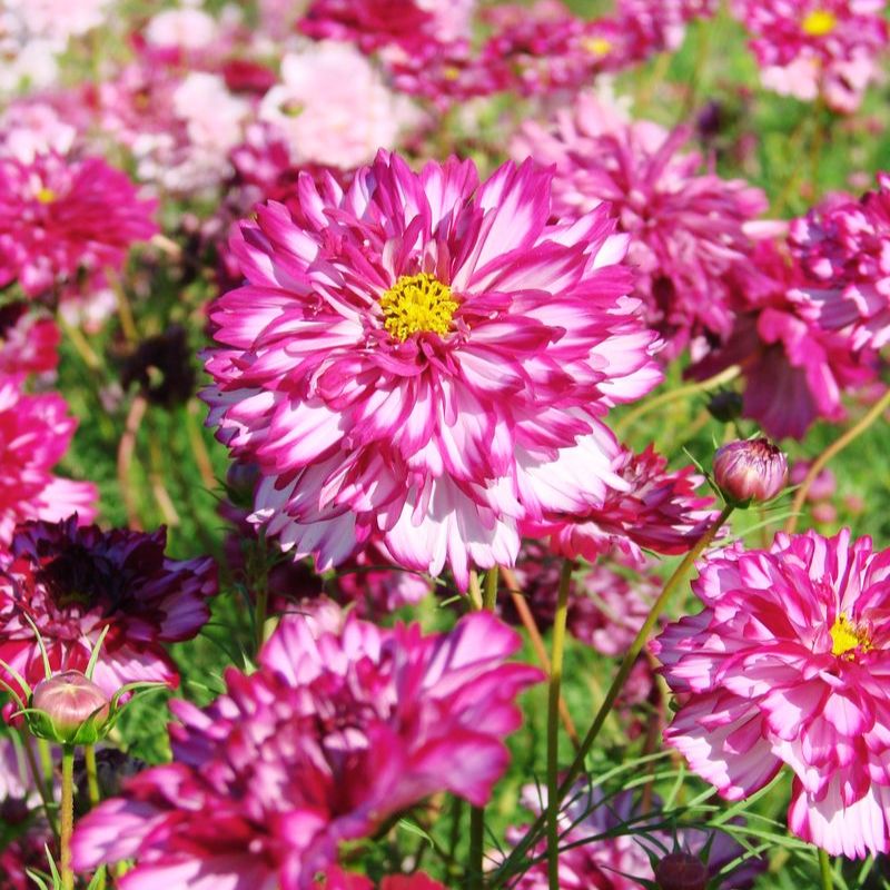 Cosmos Double Click Violet Bicolor Seed