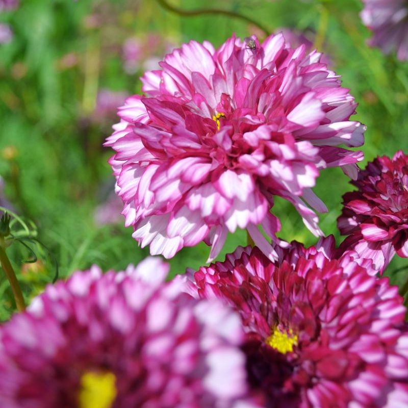 Cosmos Double Click Violet Bicolor Seed