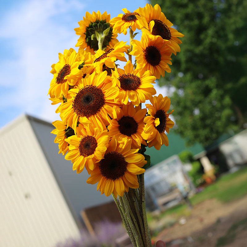 Sunflower ProCut Horizon F1 Seed