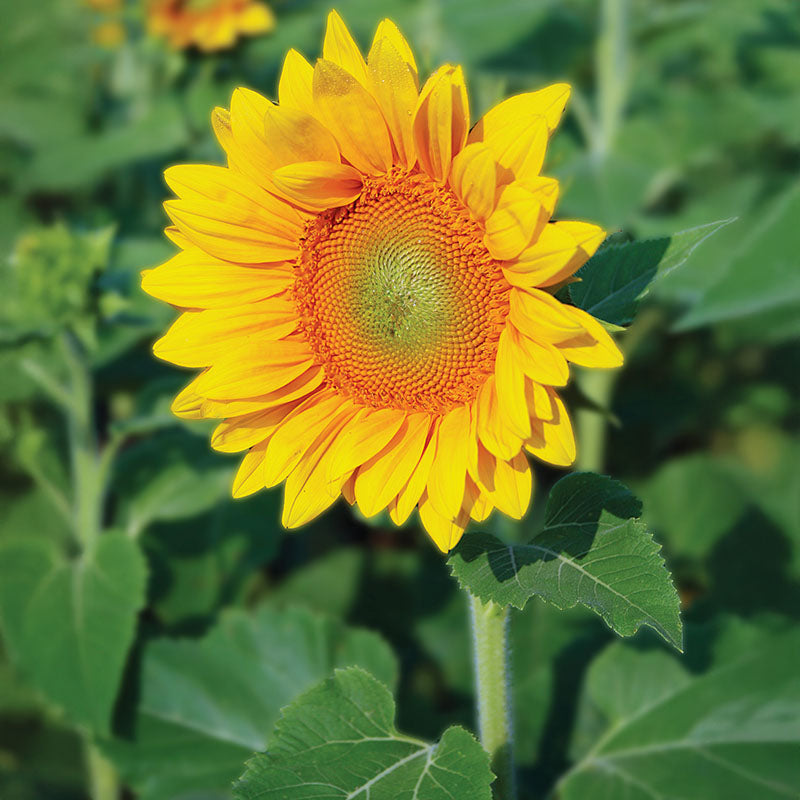 Sunflower ProCut Gold Lite DMR F1 Seed