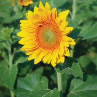 Sunflower ProCut Gold Lite DMR F1 Seed