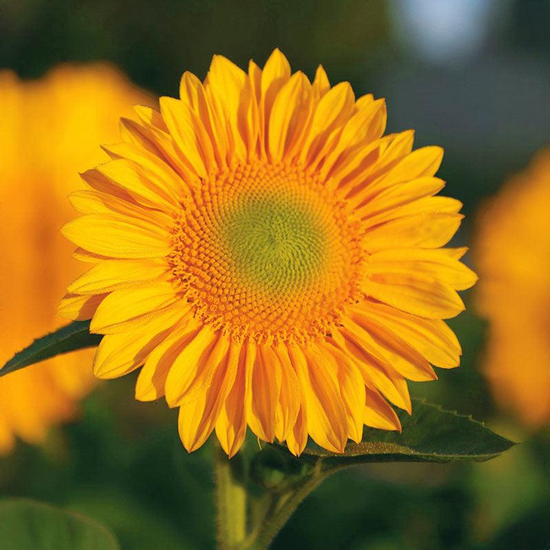 Sunflower ProCut Gold Lite DMR F1 Seed