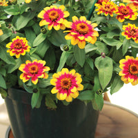 Zinnia Profusion Red Yellow Bicolor Seed