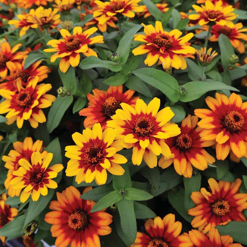 Zinnia Profusion Red Yellow Bicolor Seed