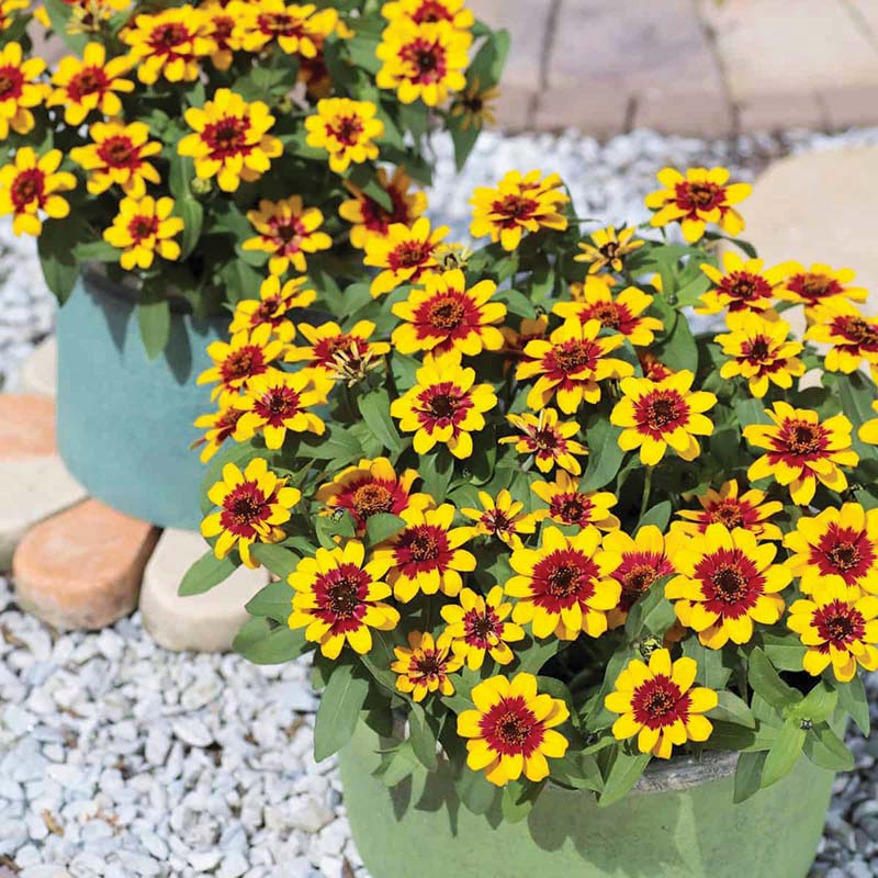 Zinnia Profusion Red Yellow Bicolor Seed