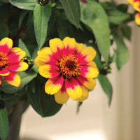 Zinnia Profusion Red Yellow Bicolor Seed