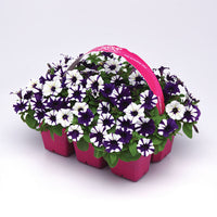 Petunia Shock Wave Purple Tie Dye F1 Seed