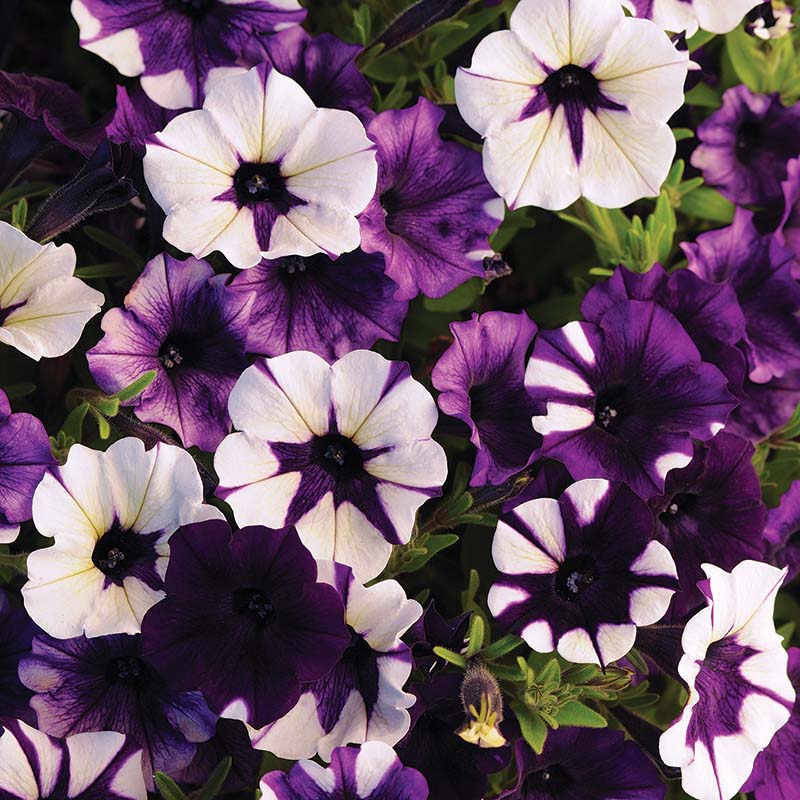 Petunia Shock Wave Purple Tie Dye F1 Seed