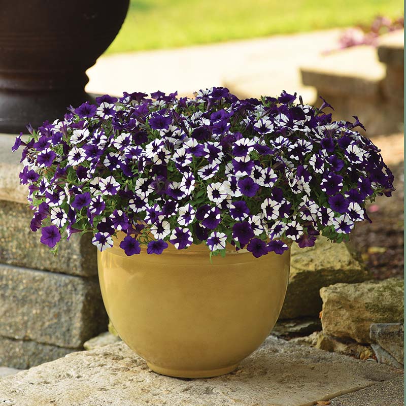 Petunia Shock Wave Purple Tie Dye F1 Seed