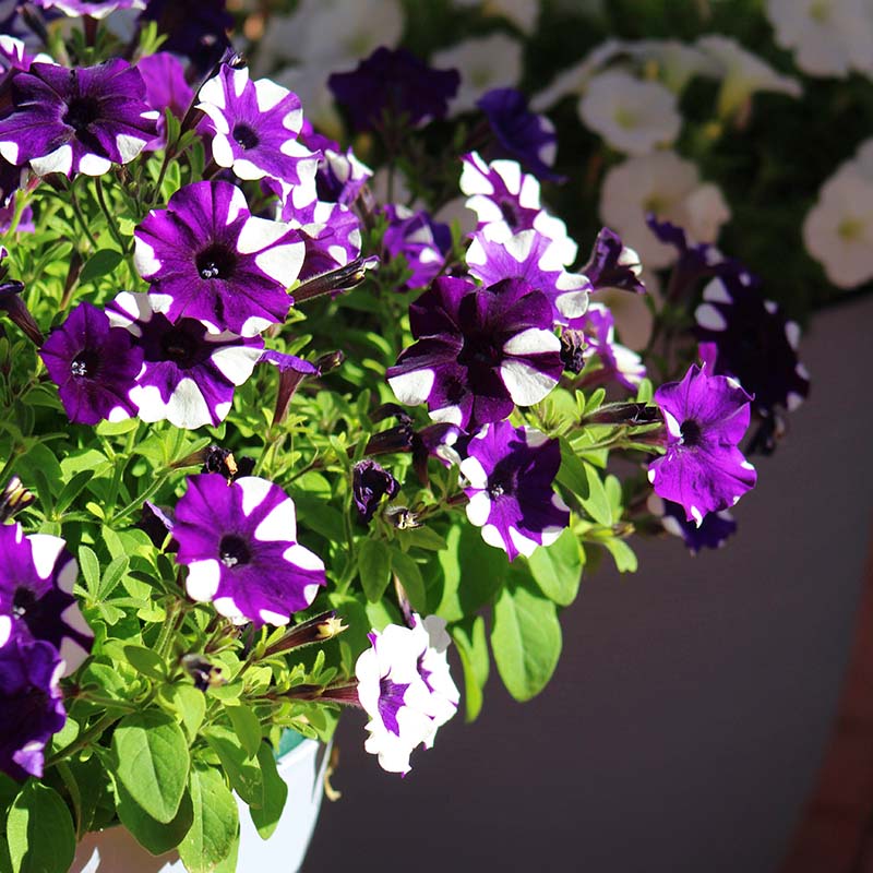 Petunia Shock Wave Purple Tie Dye F1 Seed