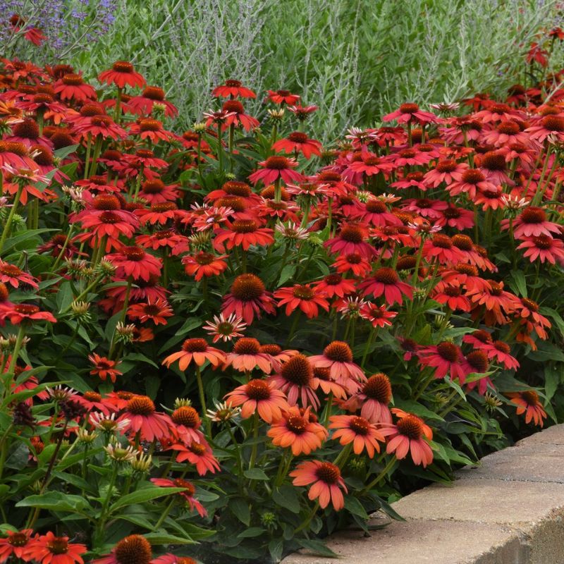 Echinacea Artisan Red Ombre F1 Seed