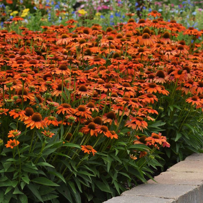 Echinacea Artisan Soft Orange F1 Seed