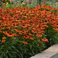 Echinacea Artisan Soft Orange F1 Seed